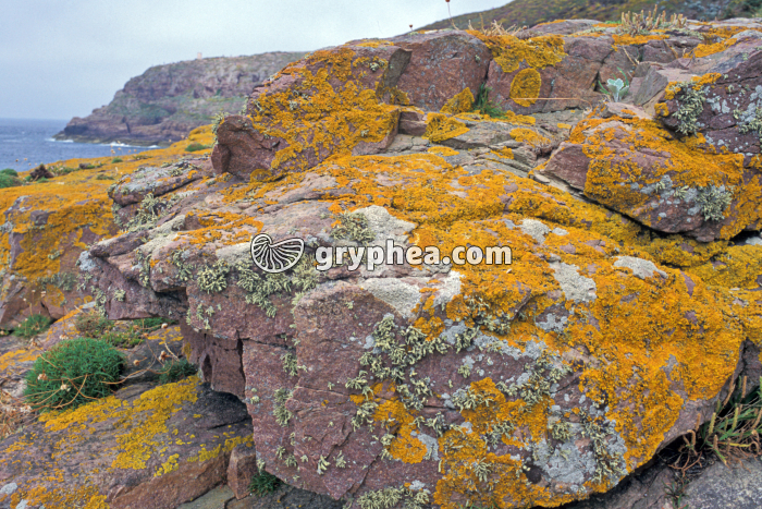 Plantes pionnières - Lichens (Cap Fréhel) - gryphea.org